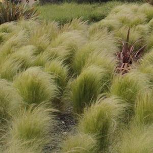2023 fresh 300 Seeds BUNCH Mexican Feather Grass Stipa Tenuissima Kavyl Angel Hair Samen Seme Sementi Semillas Graines Somen Zaden Sementes