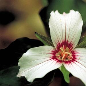 PAINTED TRILLIUM Undulatum Wake Robin White Native Wildflower, 5 Seeds