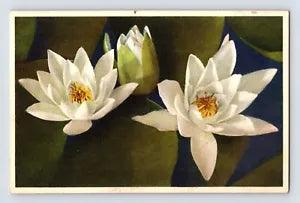 Postcard White Water Lily Flower Thor Gyger Stehli Series 1940s Unposted