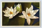Postcard White Water Lily Flower Thor Gyger Stehli Series 1940s Unposted