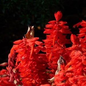 Sage Seeds 500+seeds | Scarlet Red (Salvia Coccinea) Medicinal Herb Wildflower