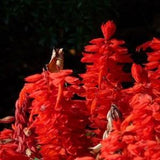 Sage Seeds 500+seeds | Scarlet Red (Salvia Coccinea) Medicinal Herb Wildflower