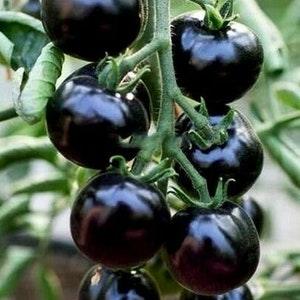 BLACK CHERRY TOMATO Sweet Early Dark Tiny Vegetable 5 Seeds