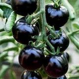BLACK CHERRY TOMATO Sweet Early Dark Tiny Vegetable 5 Seeds