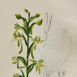 Greater Butterfly Orchid Print - Original Antique Botanical 1880s - Platanthera chlorantha (plant flower seed orchidaceae green perennial)