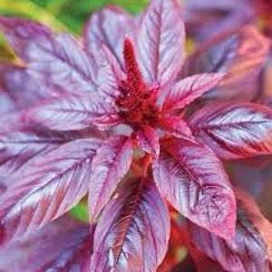 Hopi Red Dye Amaranth Seeds Aztec grain edible leaves raw or cooked spinach Dizzy Bees Urban garden