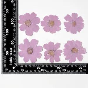 12PCS Real Pressed Dry dyed purple Garden Cosmos flower for art, craft FSS59 #10