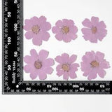12PCS Real Pressed Dry dyed purple Garden Cosmos flower for art, craft FSS59 #10