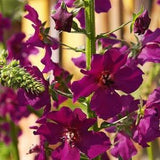 TEMPTRESS FLOWER 'VIOLETTA' Mullein Verbascum Phoeniceum, 30 Seeds