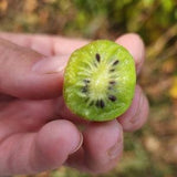 Hardy Kiwi Seeds (actinidia arguta), Kiwi vine, Kiwi Fruit for eating! 10/20/40 Seeds. Ships free within Canada!