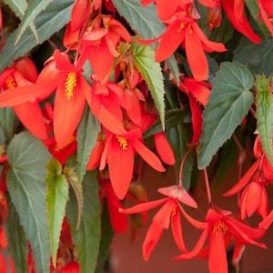 SET Begonia seeds Boliviensis Copacabana F1 3 in 1 Flower Seeds from Ukraine