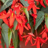 SET Begonia seeds Boliviensis Copacabana F1 3 in 1 Flower Seeds from Ukraine