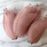Dried Pressed Leaf Vein Crafting Art Natural Real Leaves DIY Craft Decor 90Pcs