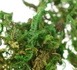 10g Artificial Keep Dry Green Moss Simulated Green Plant Garden Flower Pot...