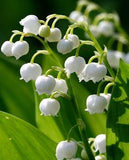 Convallaria Majalis  | 15 bulbs Flower Delivery
