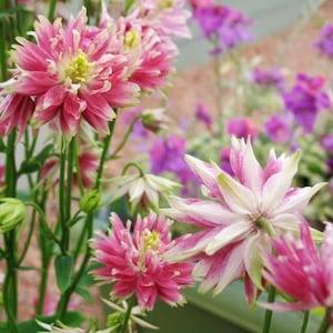 Aquilegia Vulgaris Nora Barlow - 20 seeds - Columbine Pink - Rare Flower