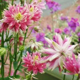 Aquilegia Vulgaris Nora Barlow - 20 seeds - Columbine Pink - Rare Flower