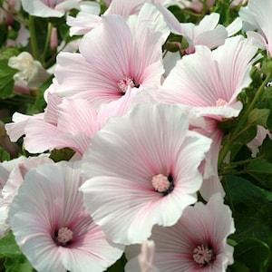 20+ Lavatera Pink Blush Flower Seeds / White Pink Flower Seeds / Summer Flower / Annual Plant / (GT-2)