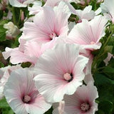 20+ Lavatera Pink Blush Flower Seeds / White Pink Flower Seeds / Summer Flower / Annual Plant / (GT-2)