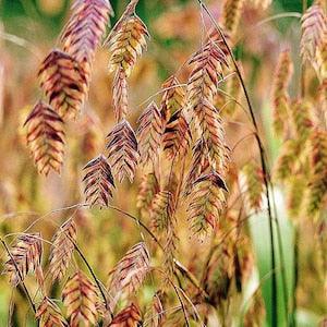 50 +seeds Chasmanthium latifolium River Oats