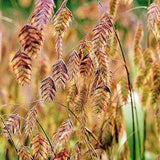 50 +seeds Chasmanthium latifolium River Oats