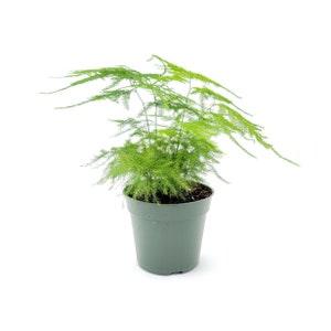 Plumosa Asparagus Fern, Asparagus plumosus nana ¡§C 10 to 50 Seeds