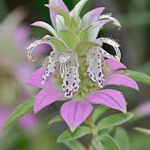 Spotted Bee Balm