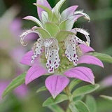 Spotted Bee Balm