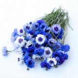 Classic Fantastic Bachelor??s Button Seeds Tall ??Centaurea cyanus?? Cornflower Cut Flowers Bouquet Dizzy Bees Urban Garden