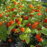 Chinese lantern flower seeds 40