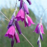 Dierama pulcherrimum (Angel's Fishing Rod)
