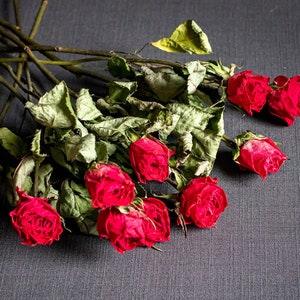 10 Dried roses bouquet, Coral natural  dried Roses Dried Arrangements, floral Craft Supply Crafting dried bouquet