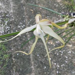 Orchid Appendiculata Cattleya Brassavola  mounted Hanging plant