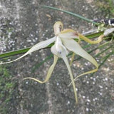 Orchid Appendiculata Cattleya Brassavola  mounted Hanging plant
