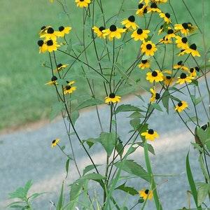 Rudbeckia triloba, wildflower, meadow flower, 30 seeds, sun garden, annual,  pretty plant, yellow-orangey with brown eye, authentic seeds