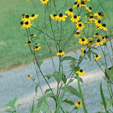 Rudbeckia triloba, wildflower, meadow flower, 30 seeds, sun garden, annual,  pretty plant, yellow-orangey with brown eye, authentic seeds