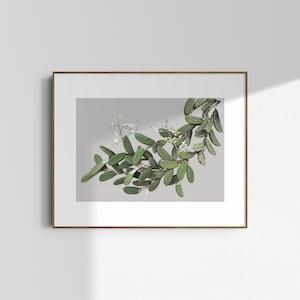 Botanical Illustration Giclee Print - Dendrobium linguiforme | A2 / A3 / A4 | Limited Edition of 50