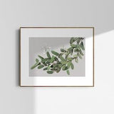 Botanical Illustration Giclee Print - Dendrobium linguiforme | A2 / A3 / A4 | Limited Edition of 50
