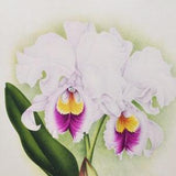 Cattleya Trianae Lucida - Original Large Antique Orchid Print 1880s - orchidaceae botanical botany plant flower linden orchidee white purple