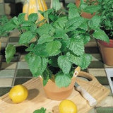 50 seeds Heirloom  Organic LIMONCELLO LEMON BALM perennial