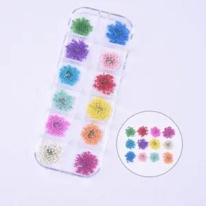 36PCS Real Pressed Dry Queen Anne's Lace flowers collection, 12 colors FCD504 #4