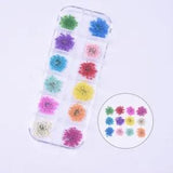 36PCS Real Pressed Dry Queen Anne's Lace flowers collection, 12 colors FCD504 #4
