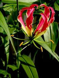 Gloriosa Flame Lily Bulbs Rare Flower? Plant Red/Yellow (1) Tuber BULB