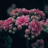In Bloom