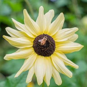 Italian White Sunflower Seeds (25) - Heirloom Non-GMO Branching Sunflower Seeds for Garden Planting
