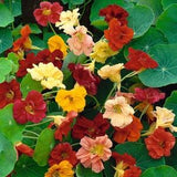 15 seeds Nasturtium ??Glorious Gleam Mix?? Tropaeolum majus
