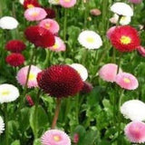 100+ English Daisy Mix Flower Seeds- Bellis Perennis English Daisy-Super Enorma-Bellis English Daisy Mix-Beautiful hardy Biennial--B449