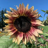 Cherry Rose Sunflower Seeds, Bi Color Sunflowers, 4-6' Branching, Cut Flowers, 25 Seeds // Non GMO, helianthus annuus