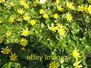 Photo 6x4 Spring flowers Lesser celandines [Ranunculus ficaria] and a dai c2007