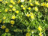 Photo 6x4 Spring flowers Lesser celandines [Ranunculus ficaria] and a dai c2007